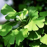 Gingo biloba 3l/kg
