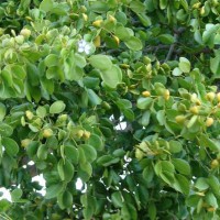 Guajak léčivý 3 l/kg