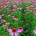 Echinacea 3 l/kg (třapatka nachová) 