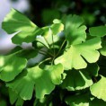 Ginkgo biloba 3 l/kg